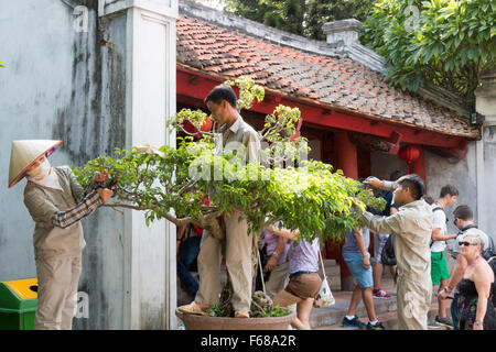 Il Vietnam, giardinieri il mantenimento e la potatura ficus bush il Tempio della Letteratura in Hanoi Foto Stock