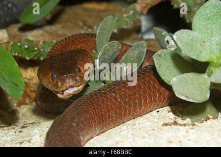 Mozambico sputare cobra, Mosambik-Speikobra, Speikobra, Spei-Kobra, Kobra, Naja mossambica pallida Foto Stock