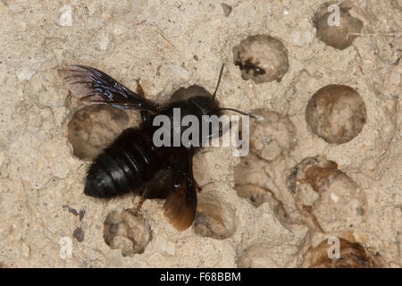 Parete bee, mason bee, Malta bee, Schwarze Mörtelbiene, Megachile parietina, Chalicodoma parietinum, Chalicoderma muraria Foto Stock
