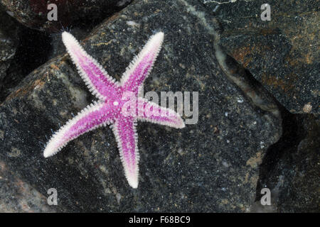 Stella del Nord, Müllers Seestern, Müllers-Seestern, Leptasterias muelleri, Asterias muelleri, Asteracanthion muelleri Foto Stock