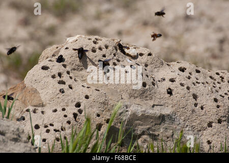 Parete bee, mason bee, Malta bee, Schwarze Mörtelbiene, Megachile parietina, Chalicodoma parietinum, Chalicoderma muraria Foto Stock