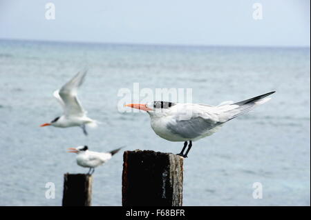 Royal Tern (sterna maxima / Thalasseus maximus) Foto Stock