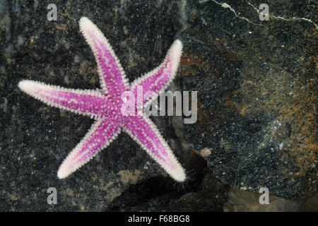 Stella del Nord, Müllers Seestern, Müllers-Seestern, Leptasterias muelleri, Asterias muelleri, Asteracanthion muelleri Foto Stock