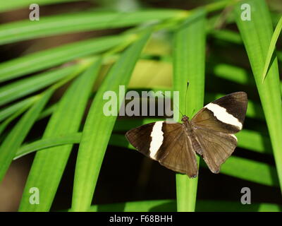 Farfalla con ali aperte. Colobura dirce Foto Stock