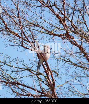 Eurasian Jay in un paperbark acero contro il cielo blu Foto Stock