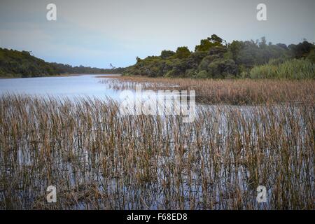 Affacciato sulla Tauparikaka Creek Foto Stock