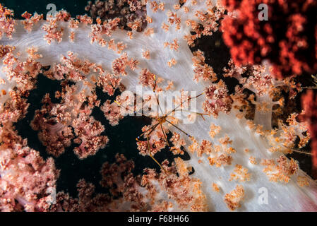 La mia splendida casa sull'albero. un Ortmann Squat aragosta su un Soft Coral. Profondità 23m. Owase, Mie, Giappone. Foto Stock