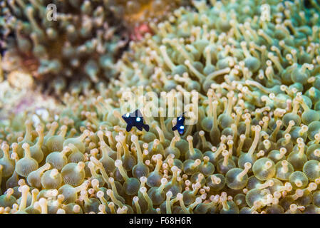 I capretti Three-Spot Dascyllus con grande anemone marittimo. a Owase, Mie, Giappone. La profondità di 2 m. Foto Stock