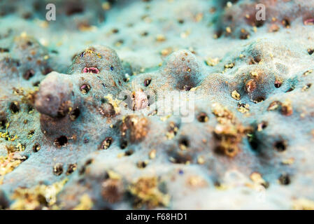 Moss fringehead (Neoclinus bryope , Giordania e Snyder, 1902) guardando fuori dal foro di pietra di corallo. Foto Stock