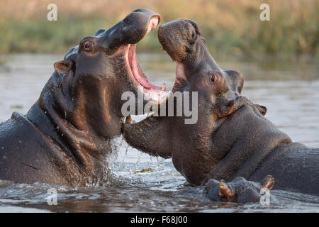 Due hippos (Hippopotamus amphibius) palying in acqua con piccole ippona guardando in Moremi National Park, Botswana Foto Stock