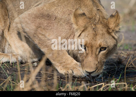 Bere (giovani) maschio lion (panthera leo) in Moremi NP (Khwai), Botswana Foto Stock