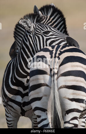 Zebra mare con puledro nel pomeriggio la luce nella Moremi National Park, il Botswana. Foto Stock