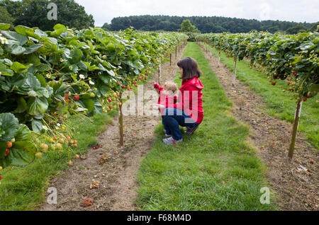 La madre e il bambino la raccolta di fragole a Parkside Scegli la tua fattoria, Enfield, England, Regno Unito Foto Stock