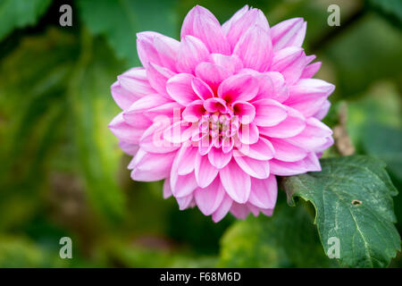 Rosa Fiore Dahlia Foto Stock