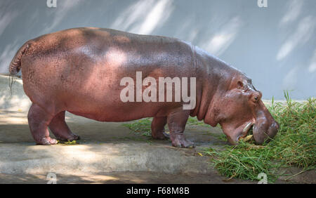 Ippopotamo mangiare erba Foto Stock