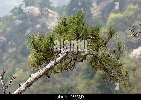 Rami di pino in montagna. Qianshan National Park, Anshan, provincia di Liaoning, Cina Foto Stock