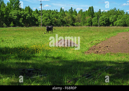 Mucca in un pascolo vicino alla casa rurale. Foto Stock