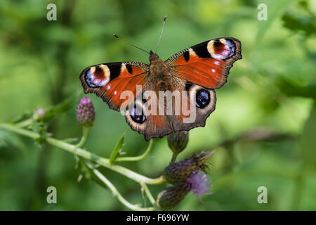 Tagpfauenauge, Aglais io, Europeo farfalla pavone Foto Stock