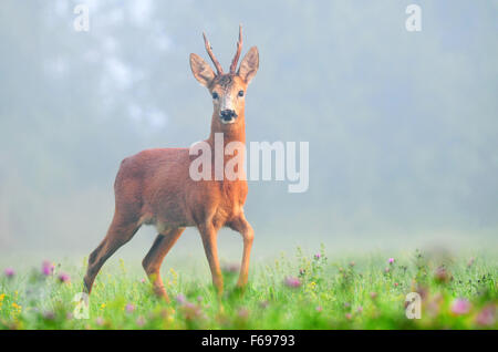 Foto dei maschi di capriolo nella nebbia mattutina Foto Stock