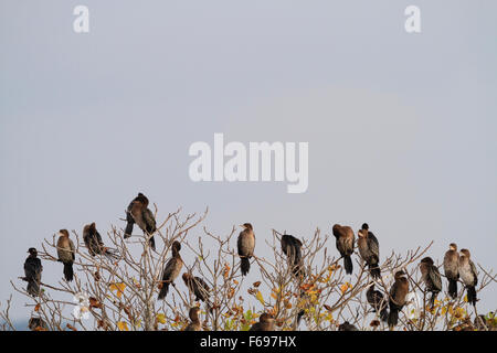 Cormorano pigmeo (Microcarbo pygmaeus) gruppo arroccato su albero. Hula Riserva Naturale. La Valle di Hula. Israele. Foto Stock