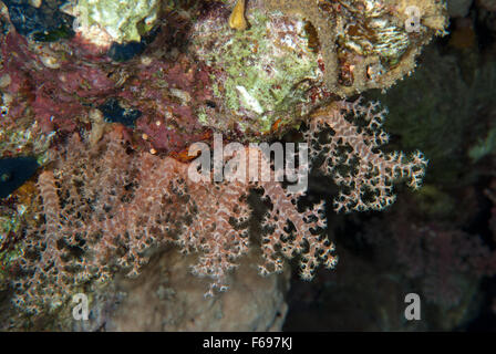 Albero di fiori di corallo, Scleronephtya sp., Alcyonacea, Nephteidae, Mar Rosso di Sharm el-Sheikh, Egitto Foto Stock