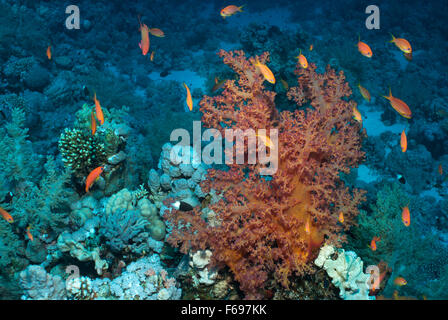 Soft Coral, Dendronephthya speciosa, Nephtheidae, Mar Rosso di Sharm el-Sheikh, Egitto Foto Stock