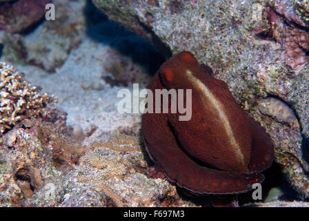 Big Red octopus, polpo cyaneus, molluschi cefalopodi, Sharm el-Sheikh, Mar Rosso, Egitto Foto Stock