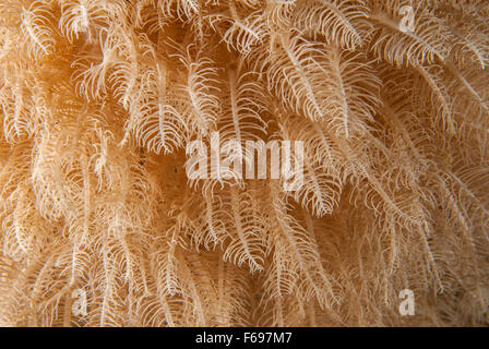 Anthelia sp., Xeriidae,(Octocorallia, Alcyonacea, soft coral, Sharm el-Sheikh, Mar Rosso, Egitto Foto Stock