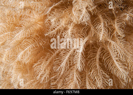 Anthelia sp., Xeriidae,(Octocorallia, Alcyonacea), Soft Coral, Sharm el-Sheikh, Mar Rosso, Egitto Foto Stock
