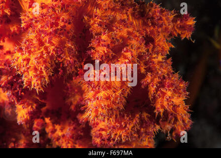 Soft Coral, Dendronephthya speciosa, Nephtheidae, Mar Rosso di Sharm el-Sheikh, Egitto Foto Stock