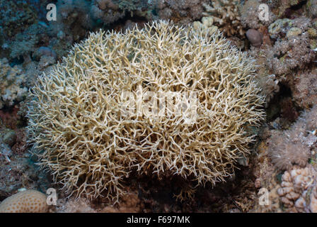 Sottile di coralli ramificati Seriatorpora hystrix, Sharm el Sheikh, Mar Rosso, Egitto Foto Stock