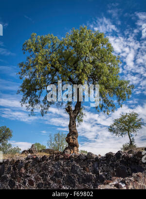 Struttura ad albero delle piramidi di Teotihuacan Messico. Foto Stock