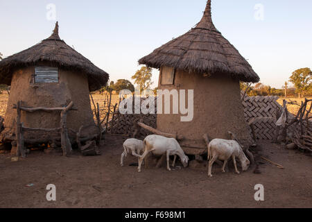 La vita quotidiana in un villaggio del Mali. Foto Stock