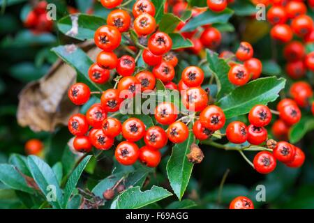 Pyracantha "bagliore arancione - firethorn "bagliore arancione' Inghilterra REGNO UNITO Foto Stock