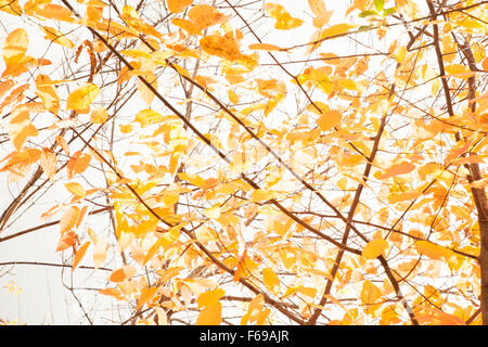 Foglie di giallo si aggrappano alle filiali in autunno. Foto Stock