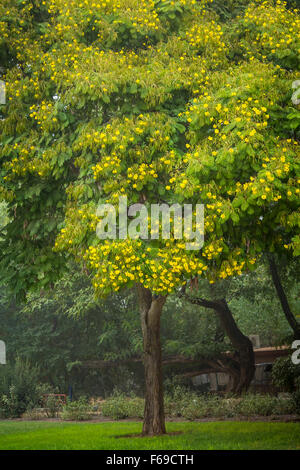 African tulip alberi del Kibbutz Gadot, Golan, Israele, Medio Oriente. Foto Stock