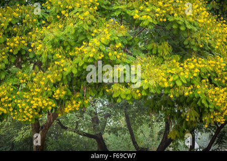 African tulip alberi del Kibbutz Gadot, Golan, Israele, Medio Oriente. Foto Stock