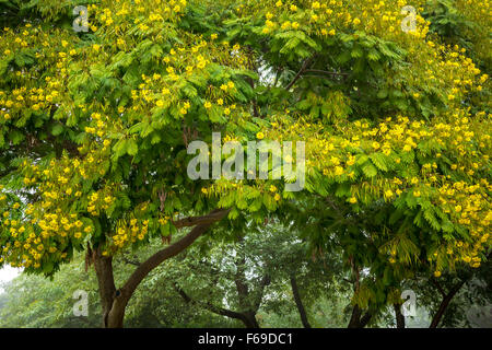 African tulip alberi del Kibbutz Gadot, Golan, Israele, Medio Oriente. Foto Stock