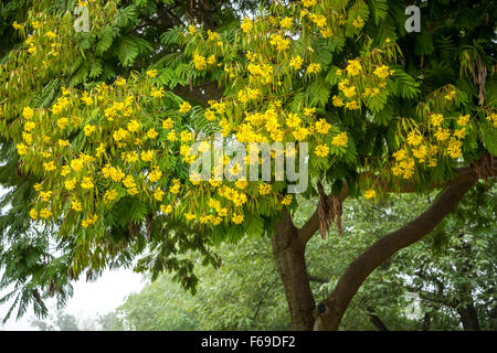 African tulip alberi del Kibbutz Gadot, Golan, Israele, Medio Oriente. Foto Stock