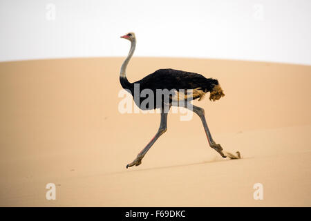 Struzzo in esecuzione attraverso le dune di sabbia a Porto di sandwich, Namibia, Africa Foto Stock