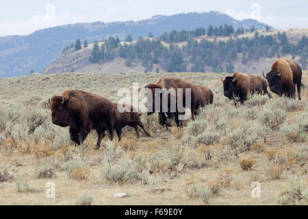 Mandria di bisonti in esecuzione Foto Stock