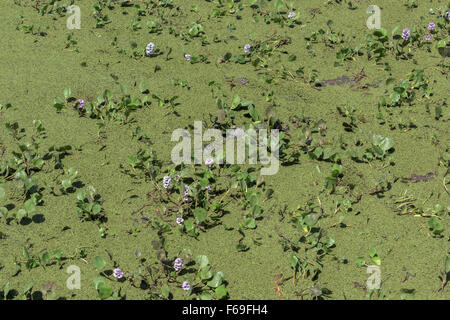 Madre Natura ha giardino, giacinto di acqua fiorisce e salvinia con un caimano centro morto, Transpantaneira Hwy, Pantanal, Brasile Foto Stock