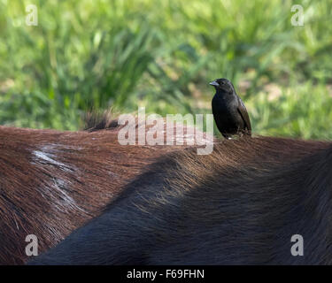 Chopi blackbird in piedi su un capibara, Rio Cuiaba, Pantanal, Brasile Foto Stock