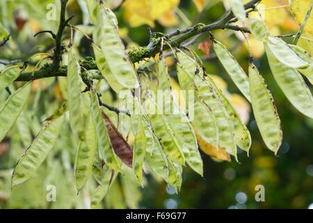 Cercis siliquastrum - albero di Giuda Inghilterra REGNO UNITO Foto Stock