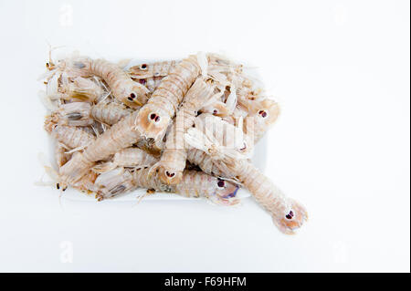 Gruppo di crudo fresco di canocchie su sfondo bianco Foto Stock