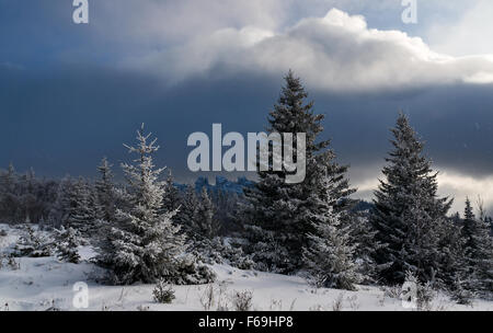 Firs RICOPERTA DA BRINA nella foresta di inverno Foto Stock