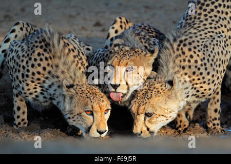 Alert ghepardi (Acinonyx jubatus) acqua potabile, deserto Kalahari, Sud Africa Foto Stock