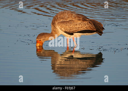 Giallo-fatturati stork (Mycteria ibis) rovistando in acque poco profonde, Sud Africa Foto Stock