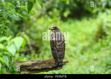 Crested Eagle serpente poggiante su un pesce persico in foresta Foto Stock