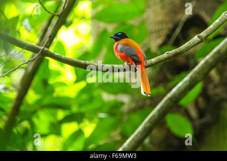 Scarlet-rumped Trogon (Harpactes duvaucelii) bellissimo uccello sul ramo in natura Foto Stock